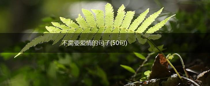不需要爱情的句子(50句),第1张