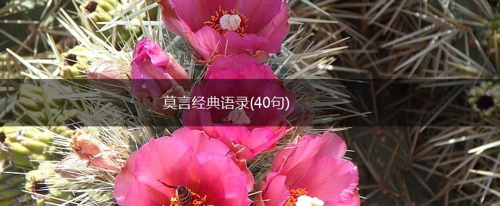 莫言经典语录(40句),第1张