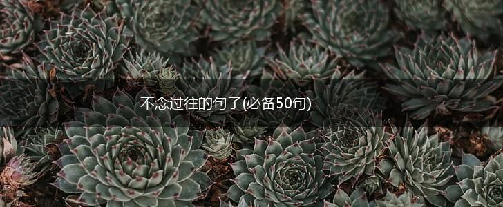 不念过往的句子(必备50句),第1张