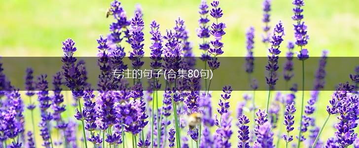 专注的句子(合集80句),第1张