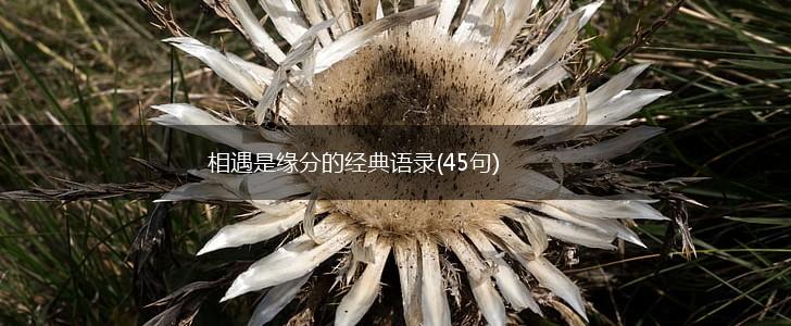 相遇是缘分的经典语录(45句),第1张