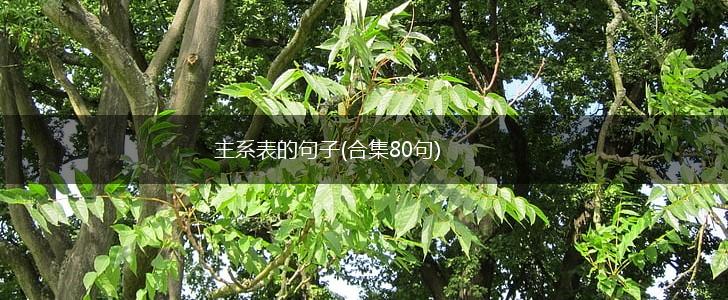 主系表的句子(合集80句),第1张