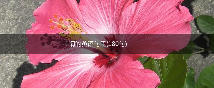 主谓的英语句子(180句),第1张
