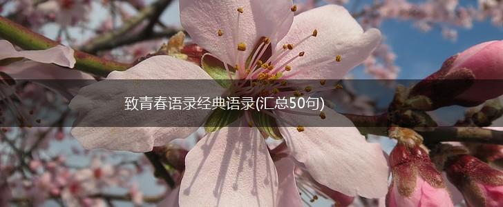 致青春语录经典语录(汇总50句),第1张