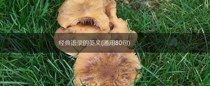 经典语录的英文(通用80句),第1张