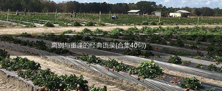 离别与重逢的经典语录(合集40句),第1张