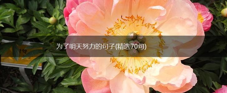 为了明天努力的句子(精选70句),第1张