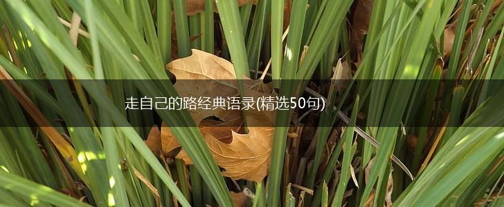 走自己的路经典语录(精选50句),第1张