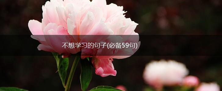 不想学习的句子(必备59句),第1张
