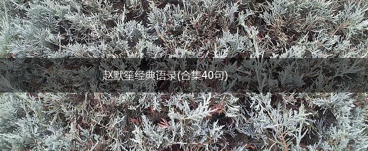 赵默笙经典语录(合集40句),第1张