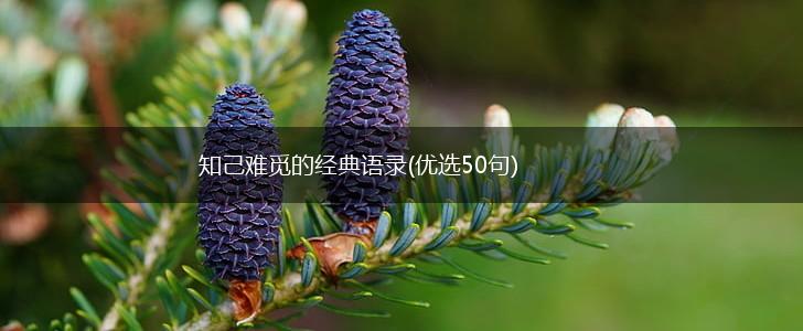 知己难觅的经典语录(优选50句),第1张