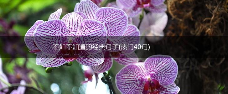 不如不知道的经典句子(热门40句),第1张