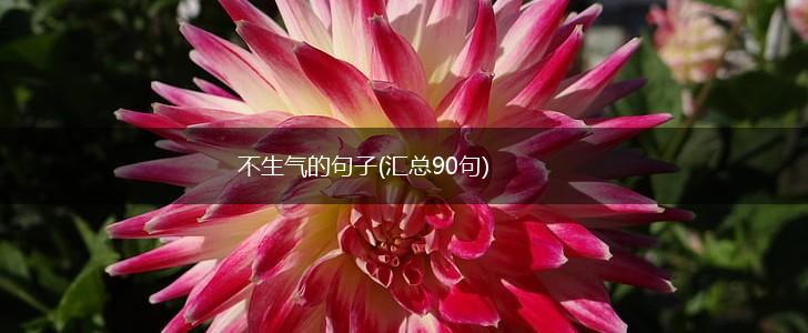 不生气的句子(汇总90句),第1张