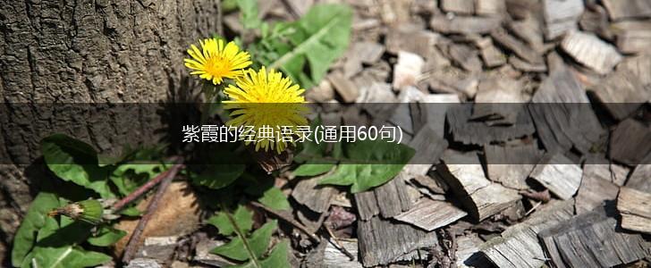 紫霞的经典语录(通用60句),第1张