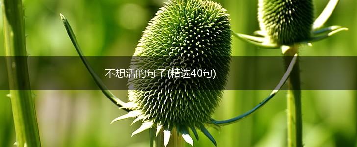 不想活的句子(精选40句),第1张
