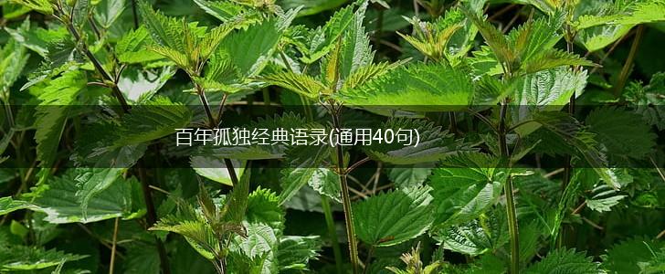 百年孤独经典语录(通用40句),第1张