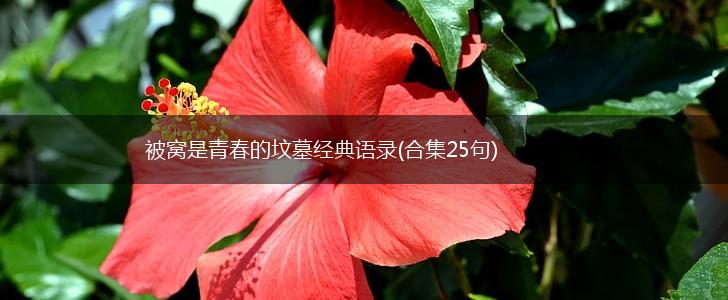 被窝是青春的坟墓经典语录(合集25句),第1张