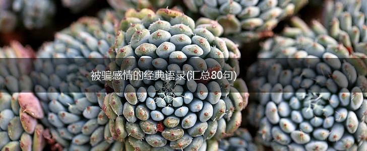 被骗感情的经典语录(汇总80句),第1张