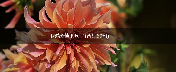 不碰感情的句子(合集60句),第1张