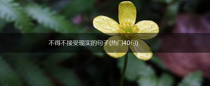 不得不接受现实的句子(热门40句),第1张