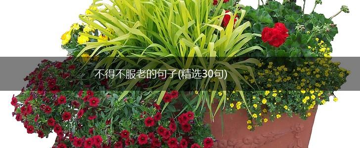 不得不服老的句子(精选30句),第1张