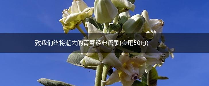 致我们终将逝去的青春经典语录(实用50句),第1张