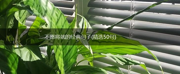 不愿将就的经典句子(精选50句),第1张