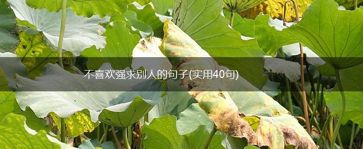 不喜欢强求别人的句子(实用40句),第1张