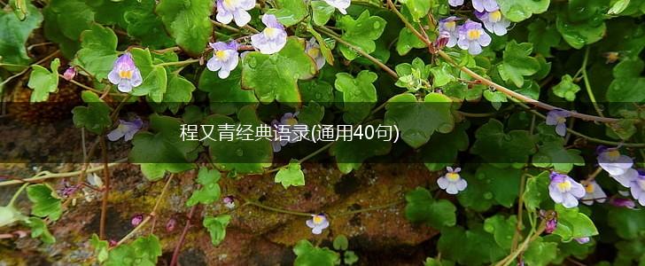 程又青经典语录(通用40句),第1张