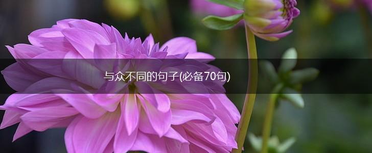 与众不同的句子(必备70句),第1张