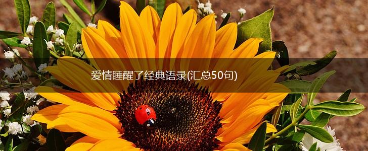 爱情睡醒了经典语录(汇总50句),第1张