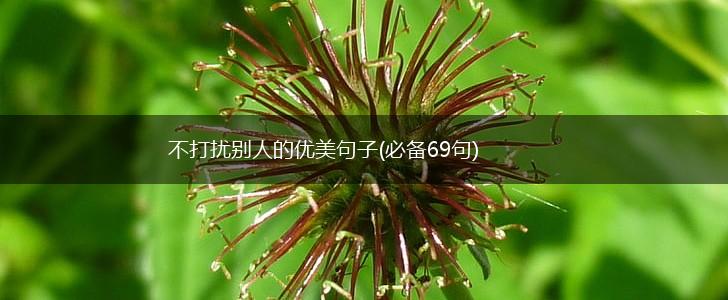 不打扰别人的优美句子(必备69句),第1张