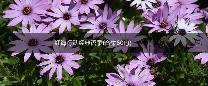 红海行动经典语录(合集60句),第1张