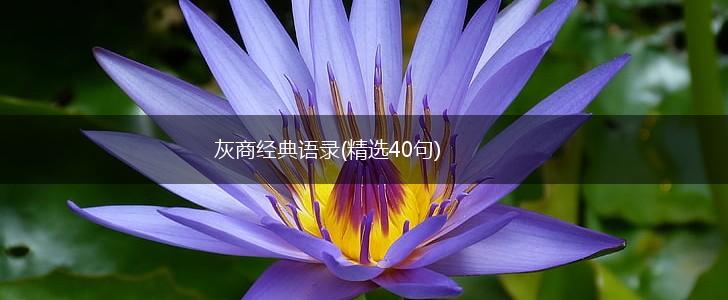 灰商经典语录(精选40句),第1张