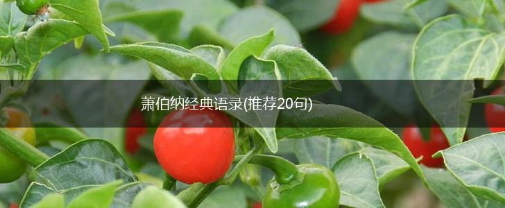 萧伯纳经典语录(推荐20句),第1张