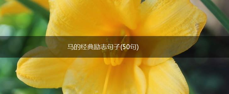 马的经典励志句子(50句),第1张