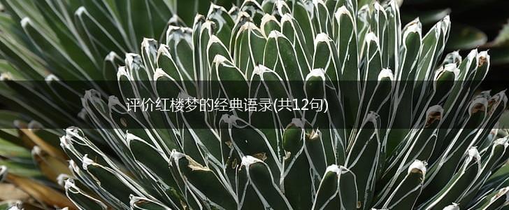 评价红楼梦的经典语录(共12句),第1张