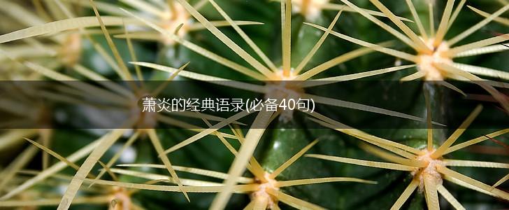 萧炎的经典语录(必备40句),第1张 萧炎的经典语录(必备40句),第1张