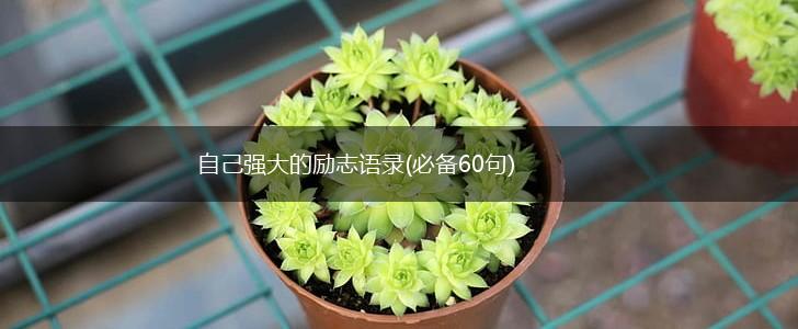 自己强大的励志语录(必备60句),第1张 自己强大的励志语录(必备60句),第1张