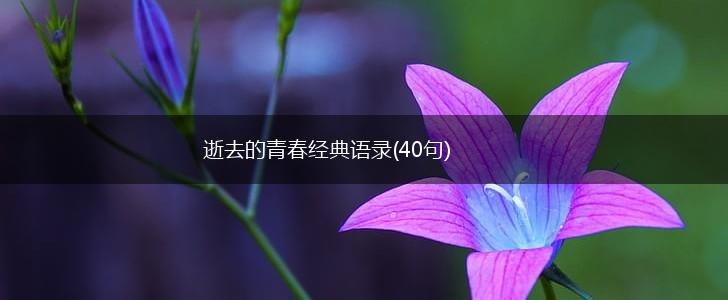 逝去的青春经典语录(40句),第1张