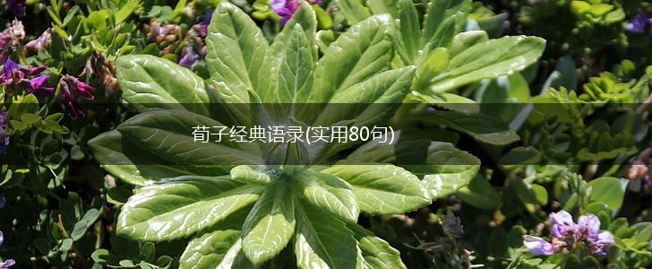 荀子经典语录(实用80句),第1张 荀子经典语录(实用80句),第1张