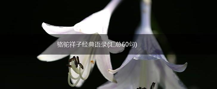 骆驼祥子经典语录(汇总60句),第1张