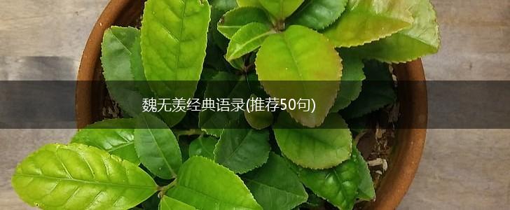 魏无羡经典语录(推荐50句),第1张