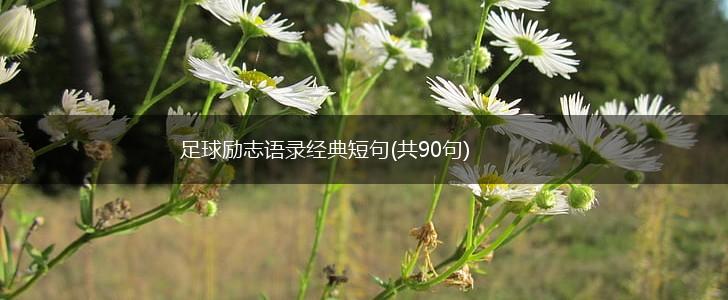 足球励志语录经典短句(共90句),第1张