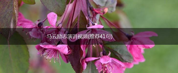 马云励志演讲视频(推荐41句),第1张