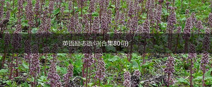 英语励志语句(合集80句),第1张