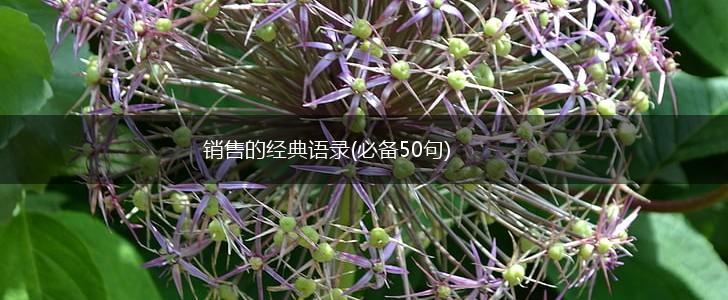 销售的经典语录(必备50句),第1张
