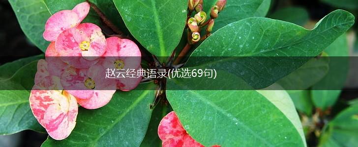 赵云经典语录(优选69句),第1张
