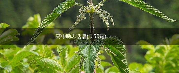 高中励志话语(共50句),第1张