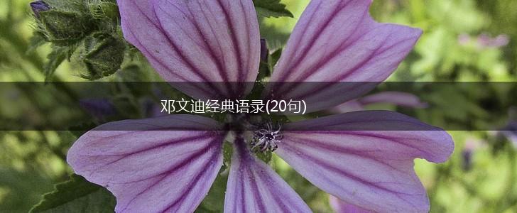 邓文迪经典语录(20句),第1张